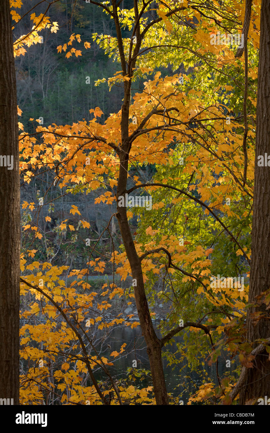 Norway Maple, Acer platanoides en automne couleur par Delaware River au point Kittatinny, Pa-NJ frontière ; USA Banque D'Images