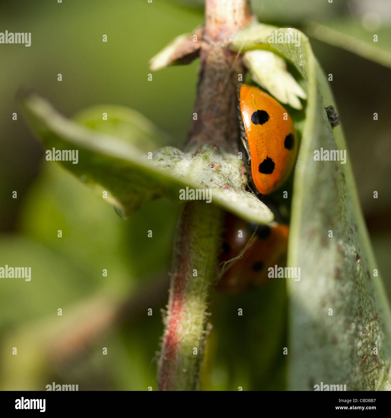 Abri pour coccinelles Banque de photographies et d’images à haute — free download