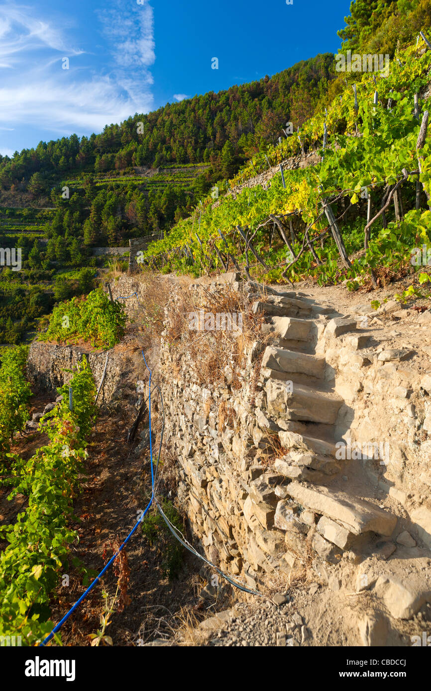 Vignobles en terrasses, Volastra, Province de La Spezia, Ligurie, Italie, Europe Banque D'Images