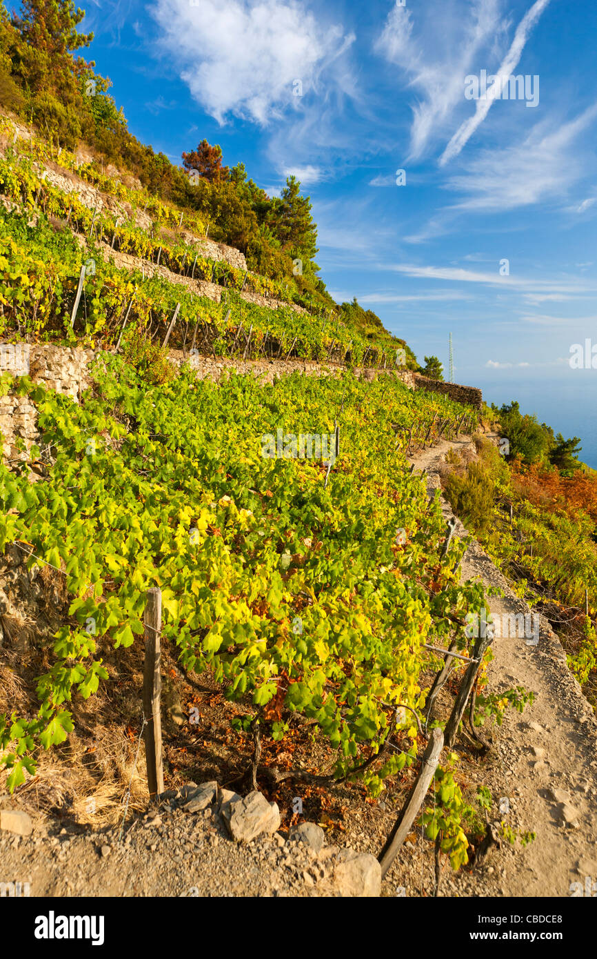 Vignobles en terrasses, Volastra, Province de La Spezia, Ligurie, Italie, Europe Banque D'Images