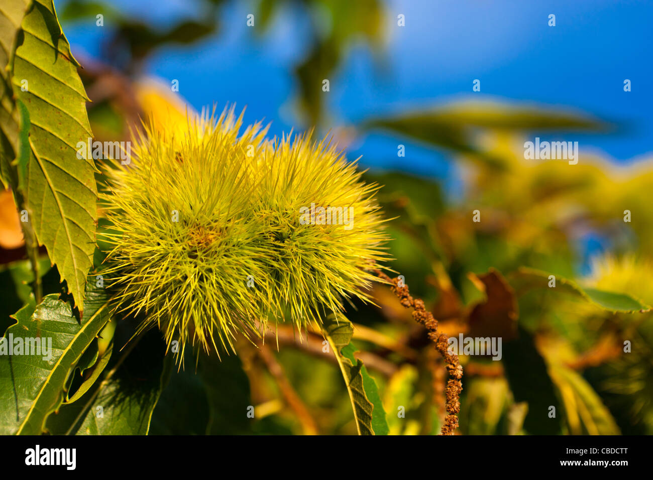 Parc National des Cinque Terre, Volastra, Province de La Spezia, Ligurie, Italie, Europe Banque D'Images
