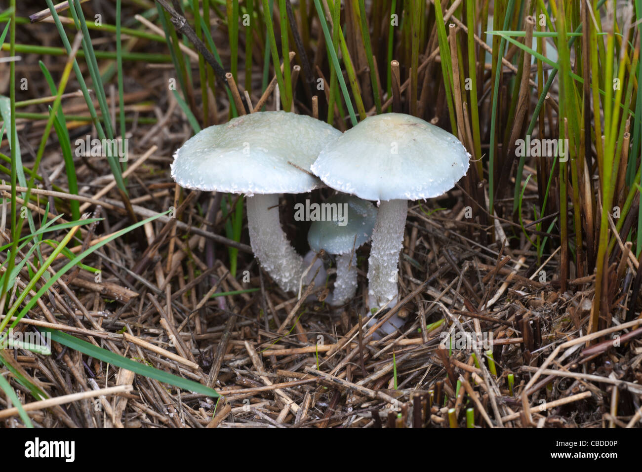 Stropharia caerulea Blue Roundhead croissante des organes de fructification avec Rush commun Banque D'Images