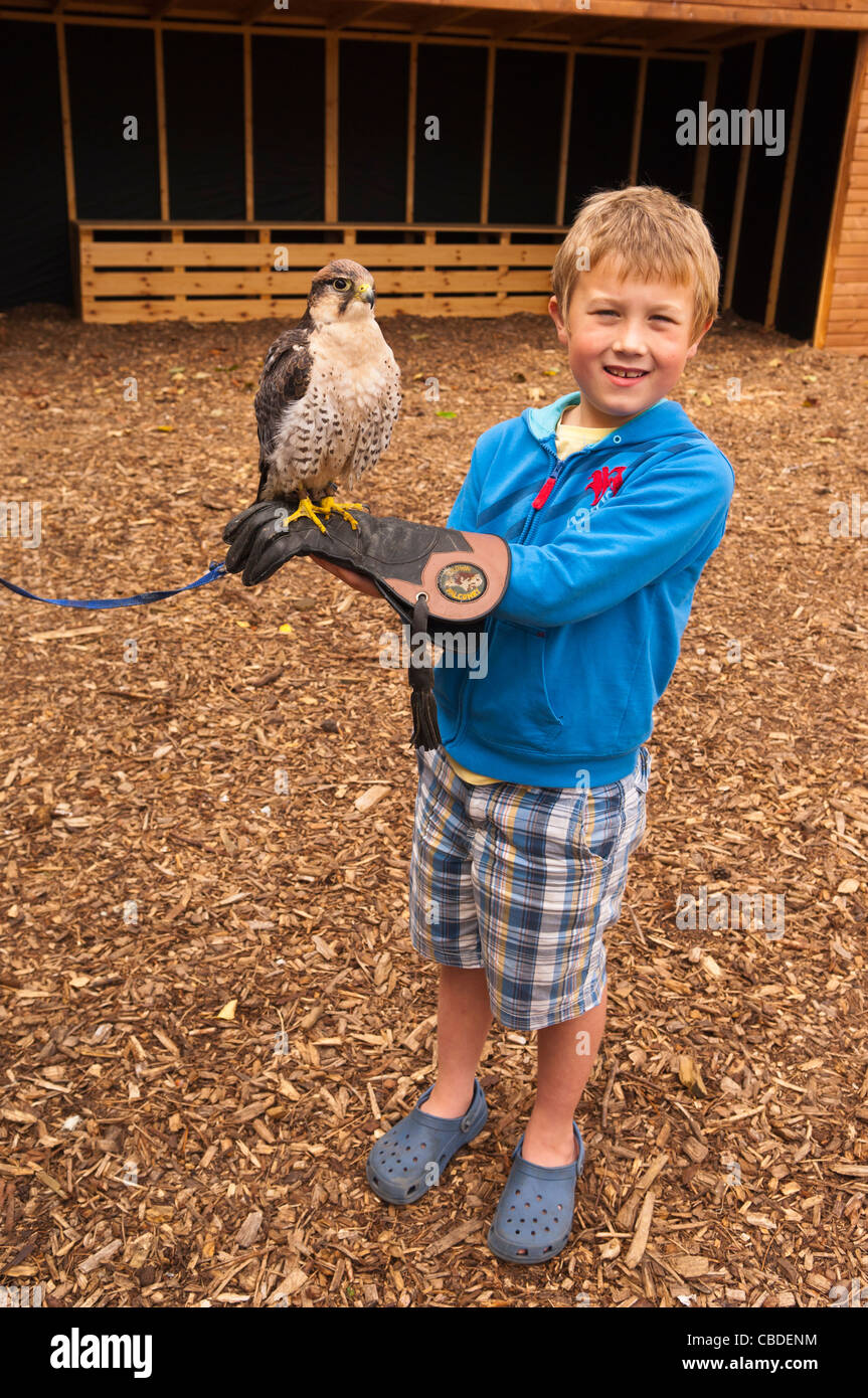 Un garçon de huit ans est titulaire d'un Faucon Lanier à l'expérience d'oiseau de proie à Center Parcs dans Elveden près de Thetford , Royaume-Uni Banque D'Images