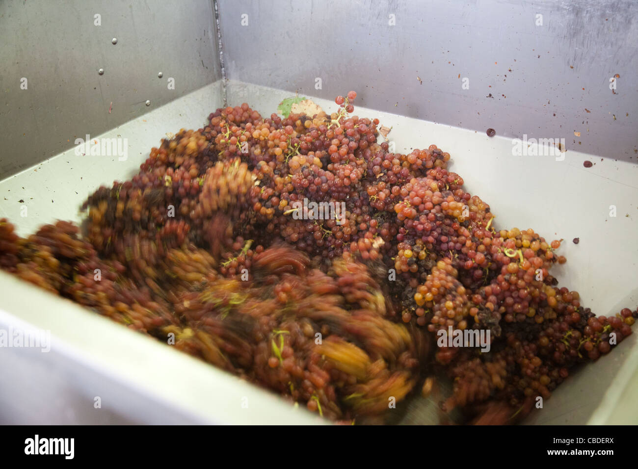 Pinot Noir en passant par une trémie à vins Hugel, l'Alsace. Banque D'Images