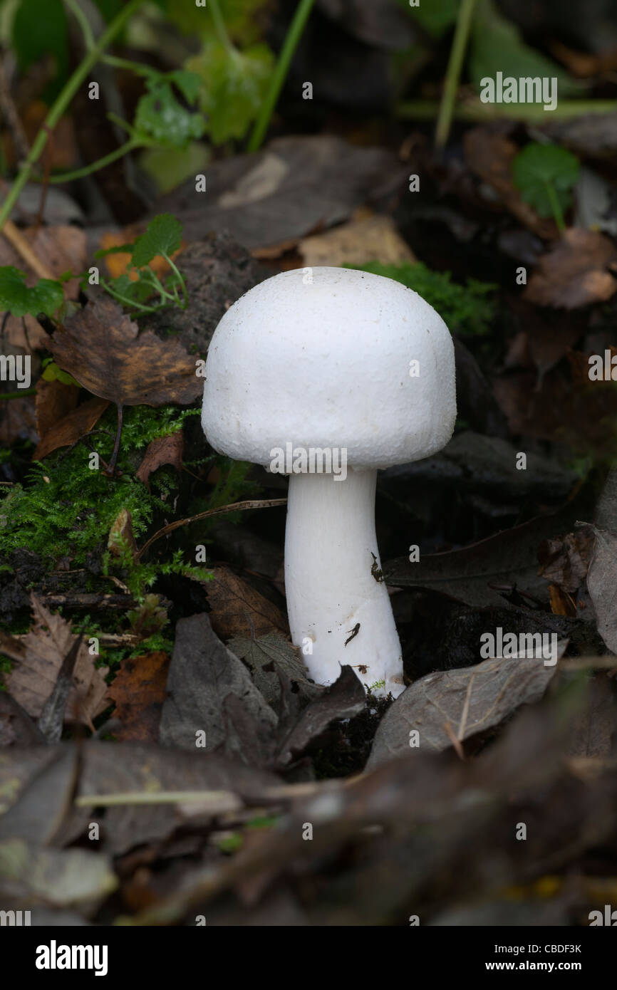 Mushroom Agaricus silvicola bois champignons poussant dans la litière Banque D'Images