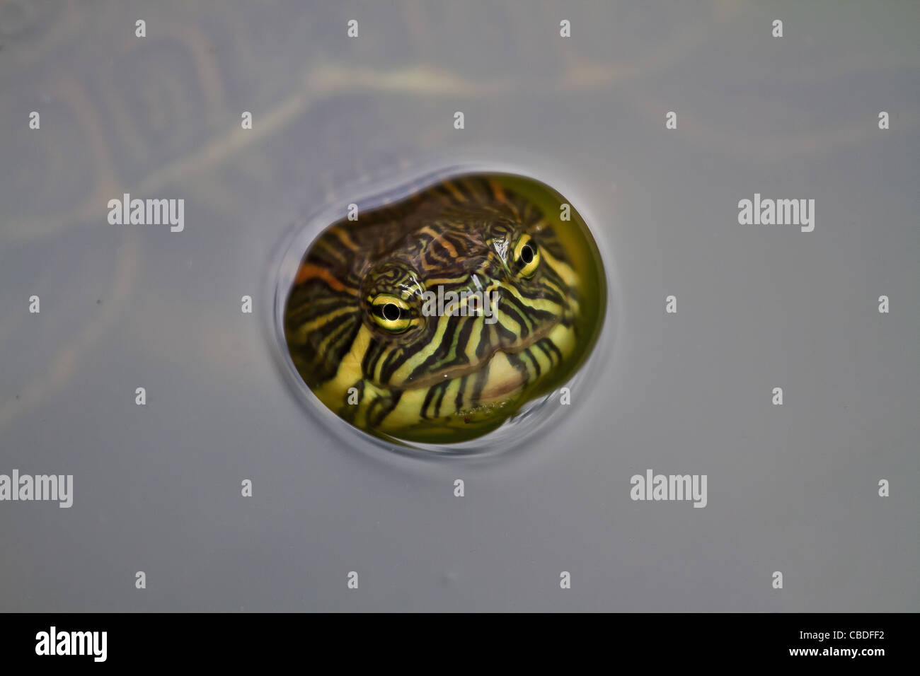 Une tortue à oreilles rouges mexicain vient à la surface pour une rapide respiration. Banque D'Images