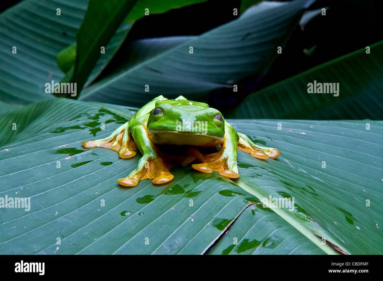 Un énorme flying tree frog clignote pour l'appareil photo au Costa Rica. Banque D'Images