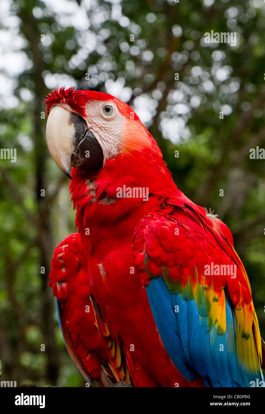 Un ara rouge reste ses ailes dans la jungle amazonienne. Le Pérou. Banque D'Images