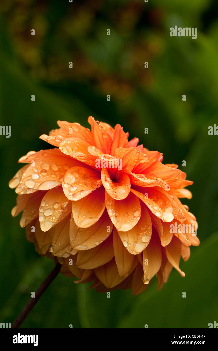 Dahlia 'David Howard' en fleurs Banque D'Images