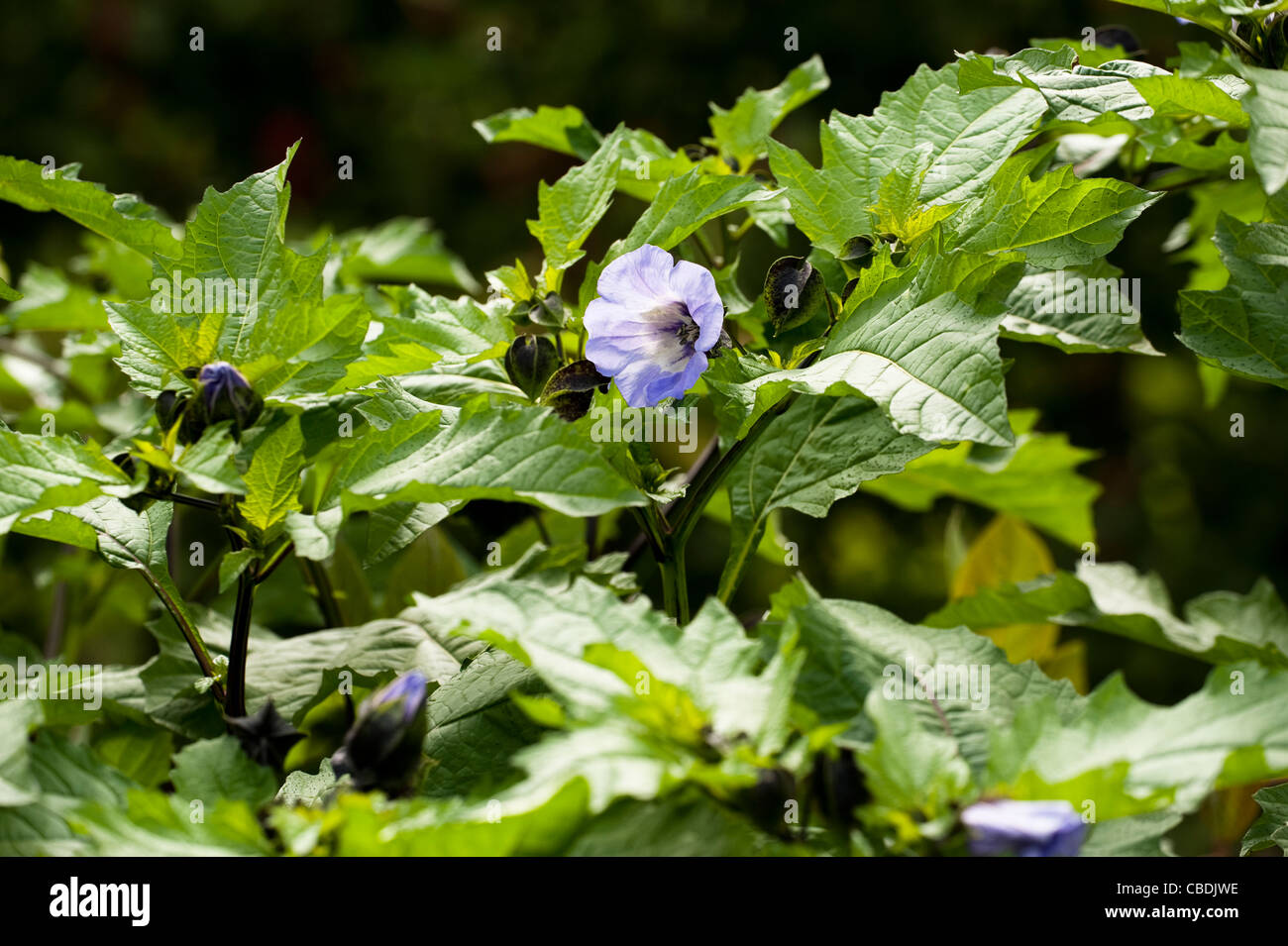 Nicandra physalodes, Shoo-Fly ou pomme du Pérou Banque D'Images