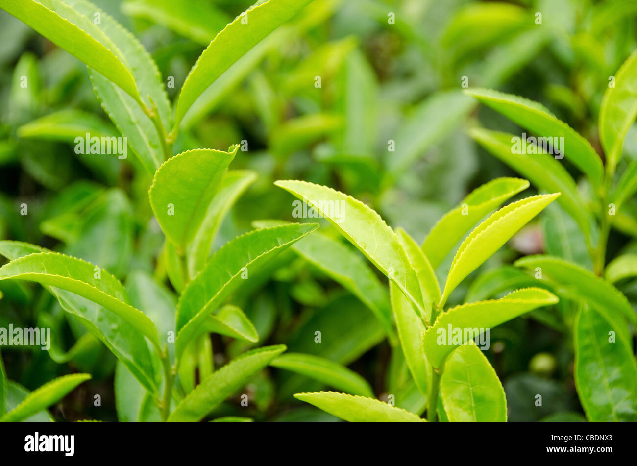 Détail d'une usine de thé vert japonais avec des feuilles fraîches Banque D'Images