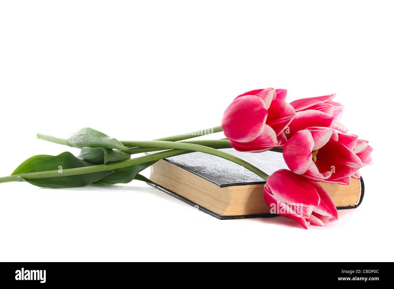 Tulipe rose et le livre sur un fond blanc Banque D'Images