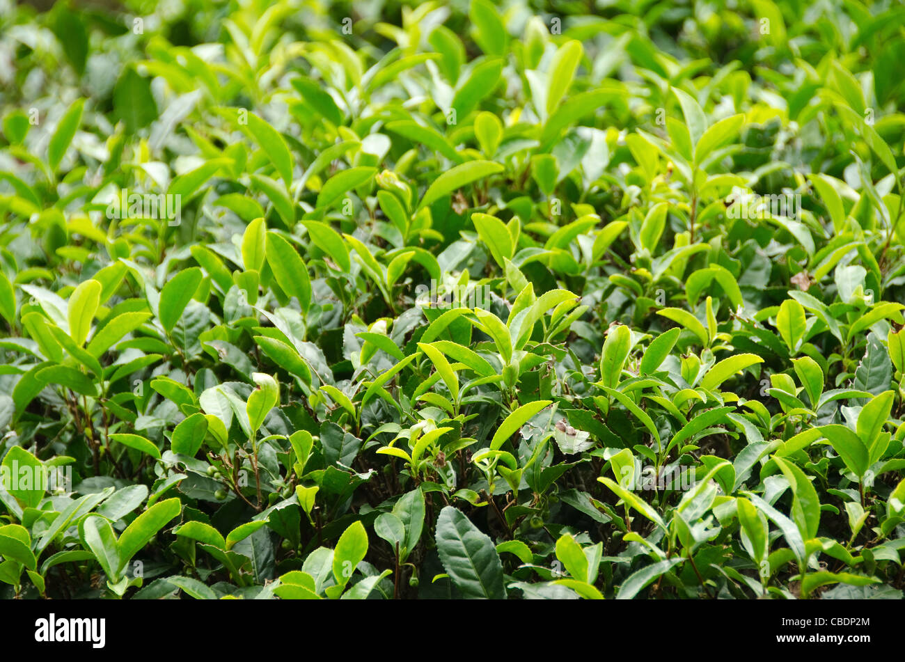 Une usine de thé vert japonais avec des feuilles fraîches Banque D'Images