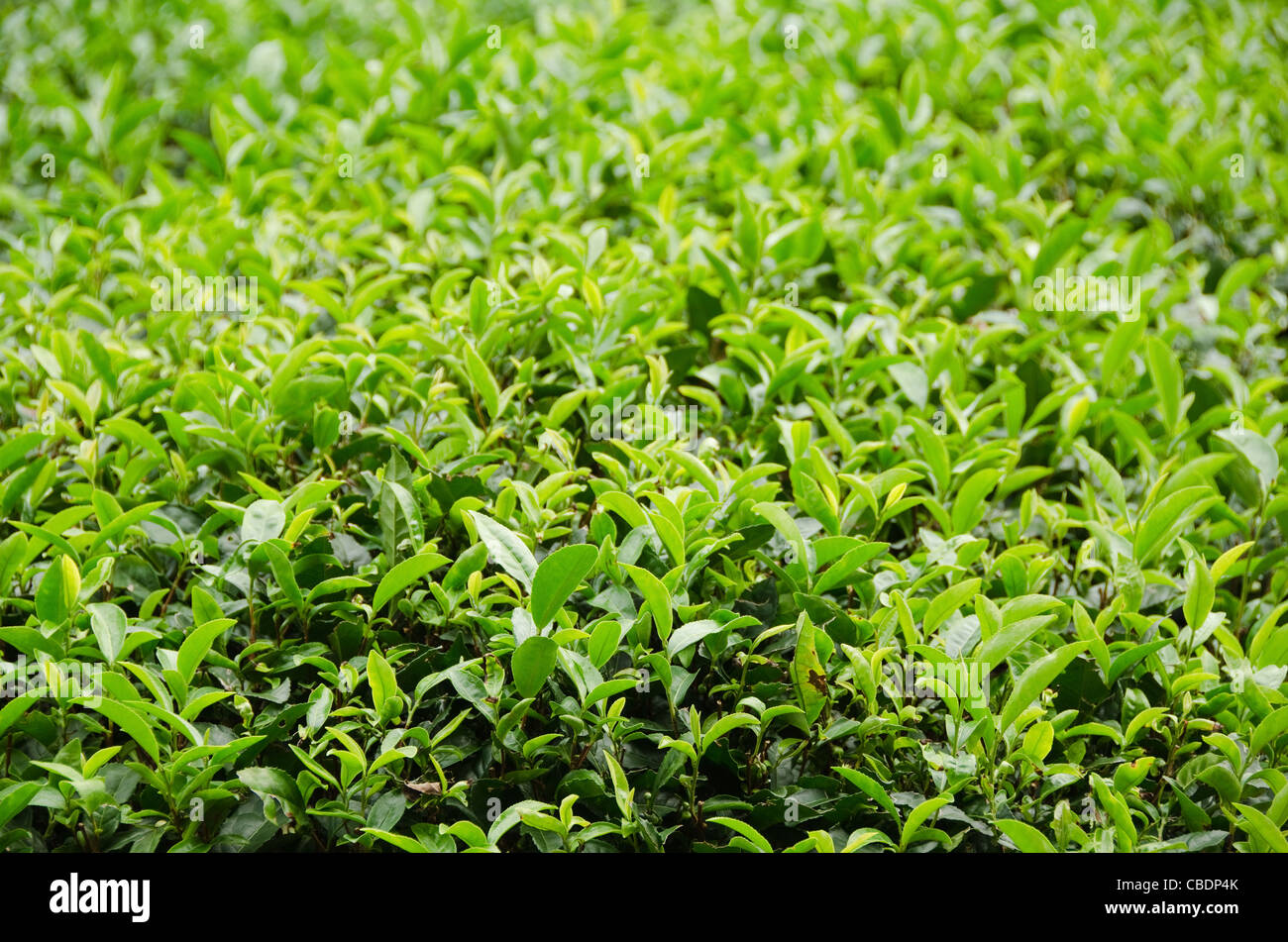 Usine de thé vert japonais avec des feuilles fraîches Banque D'Images
