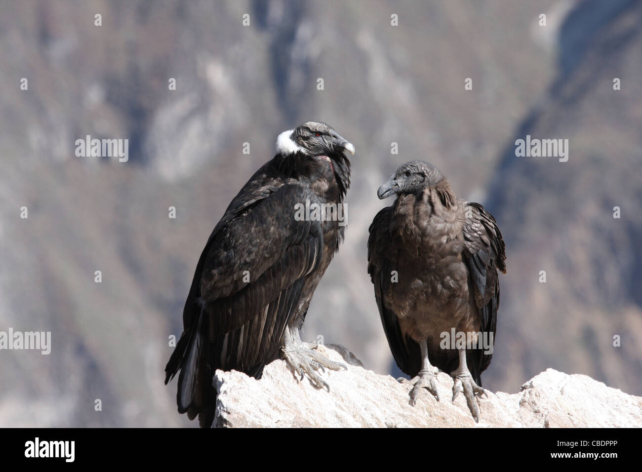 Condors juvéniles et femelles ensemble dans le Canyon de Colca, Pérou Banque D'Images