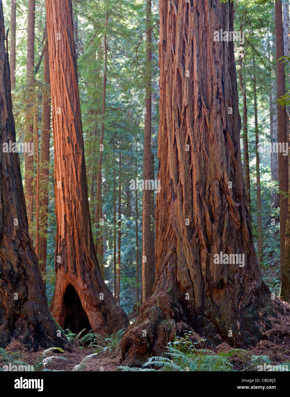 Muir Woods National Monument (Sequoia sempervirens) Banque D'Images