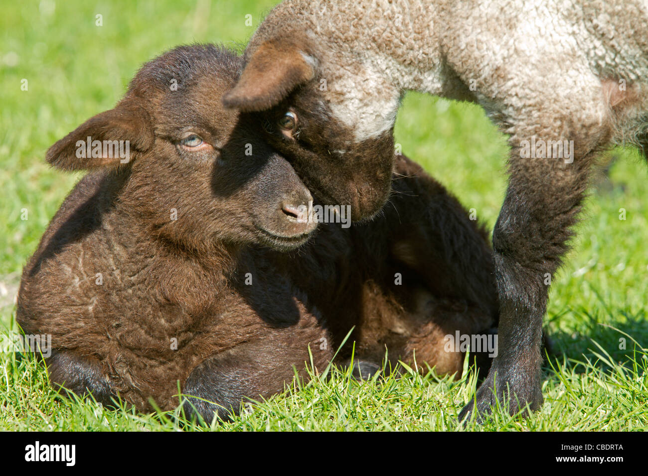 Jeune mouton domestique (Ovis orientalis bélier) Banque D'Images