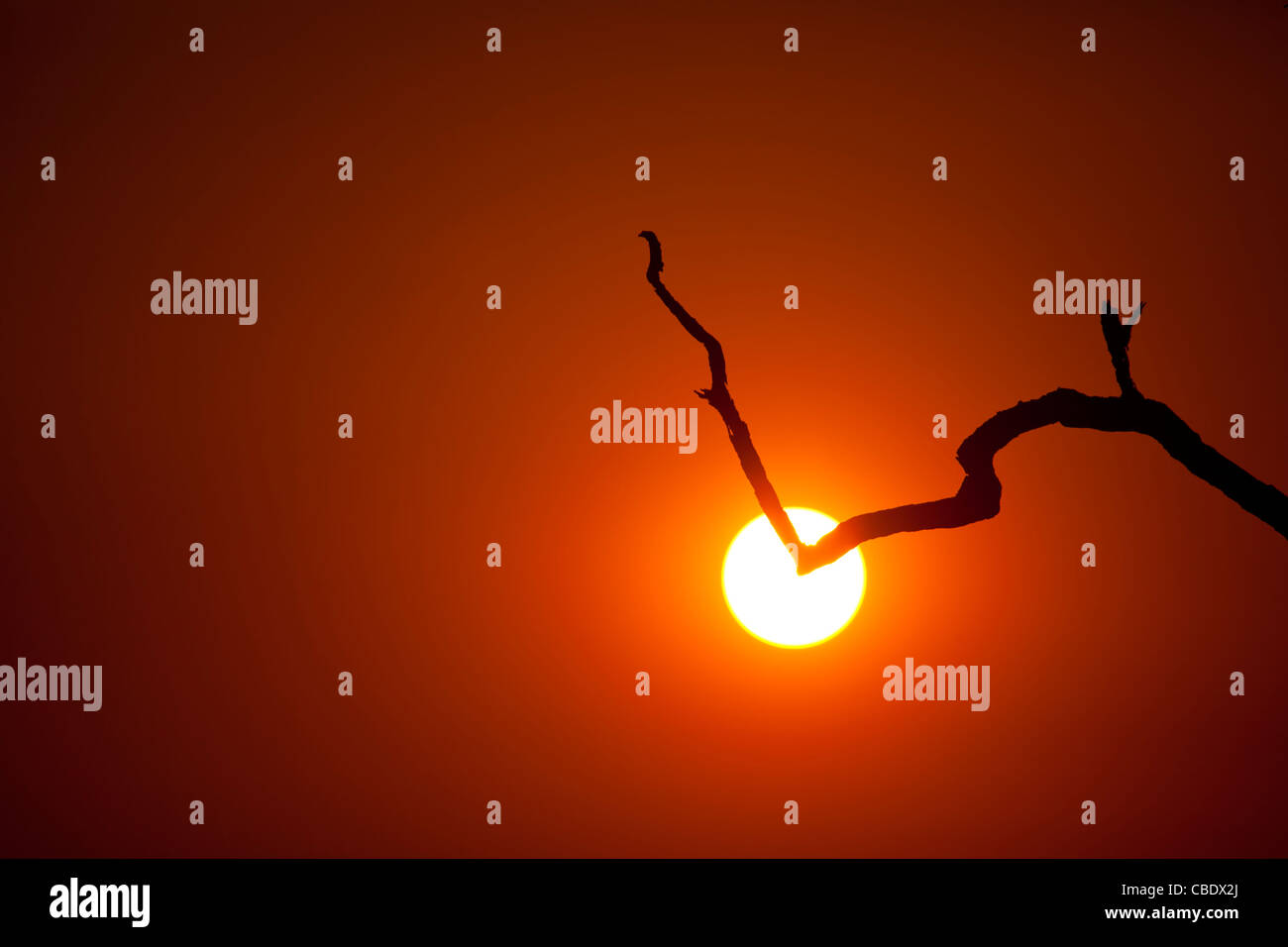 Direction générale de l'arbre mort silhouetté contre le soleil couchant dans la région de Bangolo dans Kruger National Park, Afrique du Sud Banque D'Images