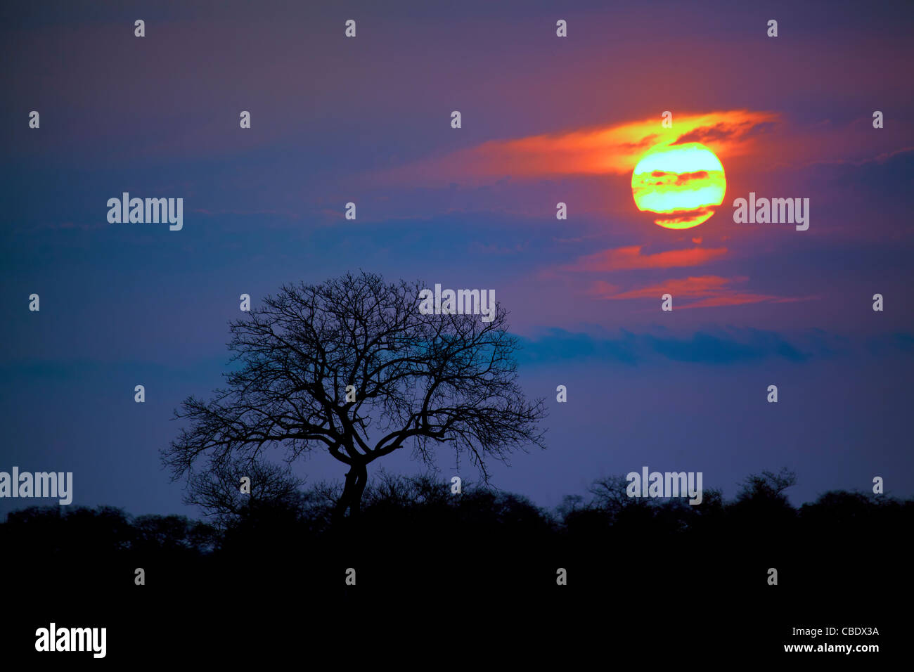 Coucher du soleil à Satara, Kruger National Park, Afrique du Sud Banque D'Images