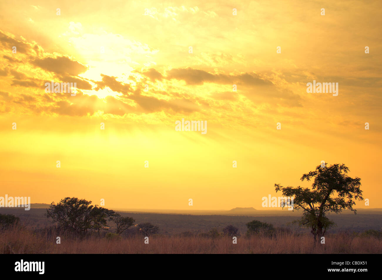 Dans Shabeni Sunrise Hill près de Pretoriuskop Camp dans le Parc National Kruger, Afrique du Sud Banque D'Images