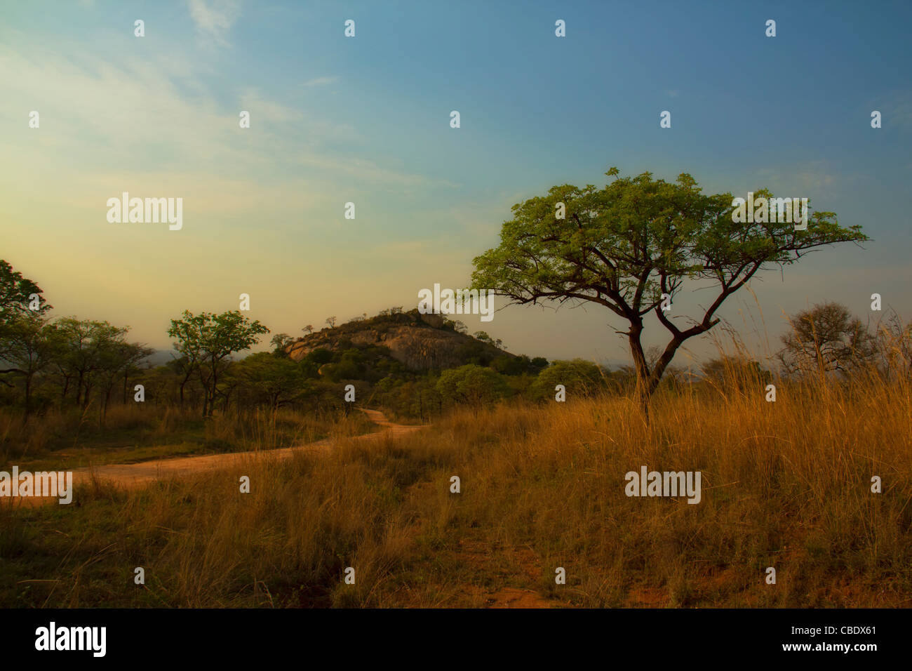 Dans Shabeni Sunrise Hill près de Pretoriuskop Camp dans le Parc National Kruger, Afrique du Sud Banque D'Images