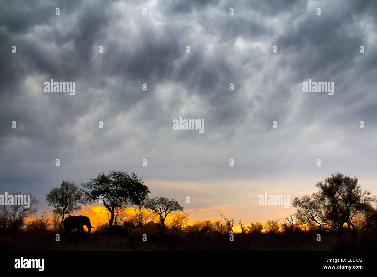 Elephant (Loxodonta Africana) silhouttesd contre le soleil couchant dans la région de Biyamiti dans Kruger National Park, Afrique du Sud Banque D'Images