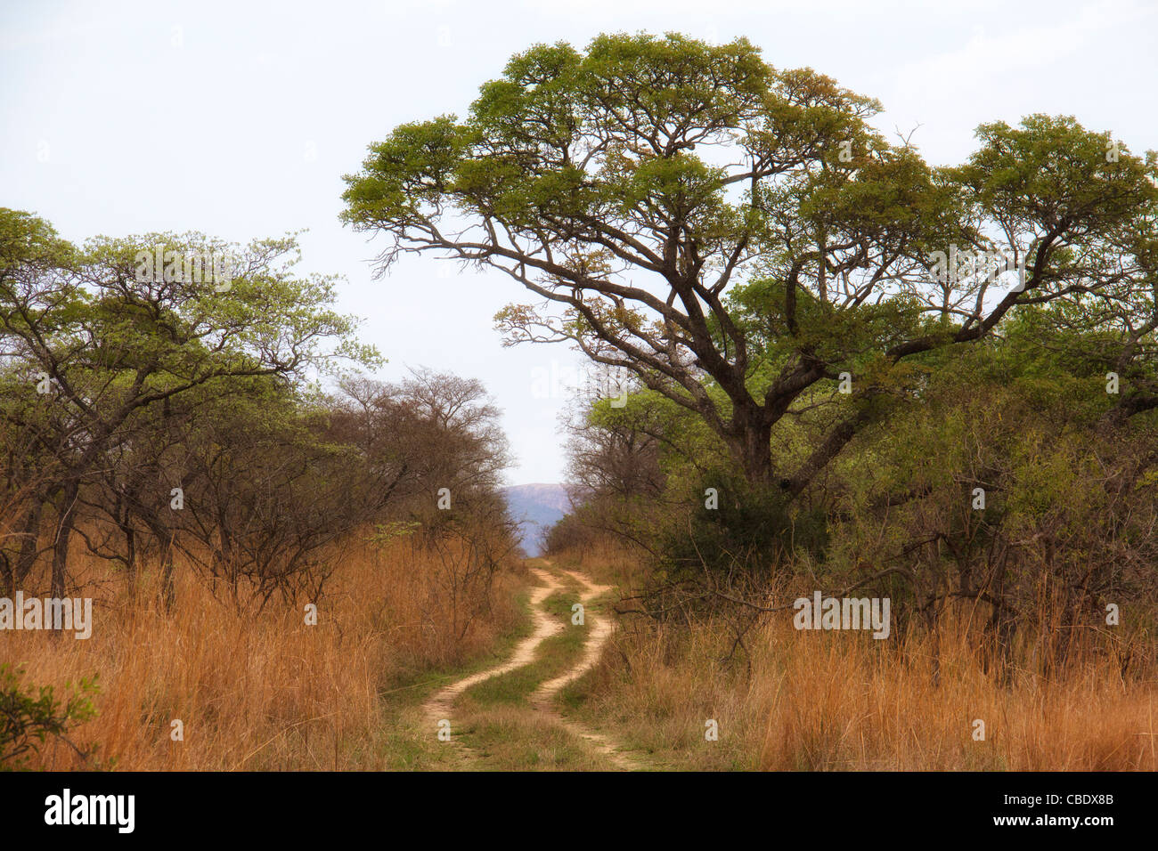 Madlabantu 4x4 dans le parc national Kruger, Afrique du Sud Banque D'Images
