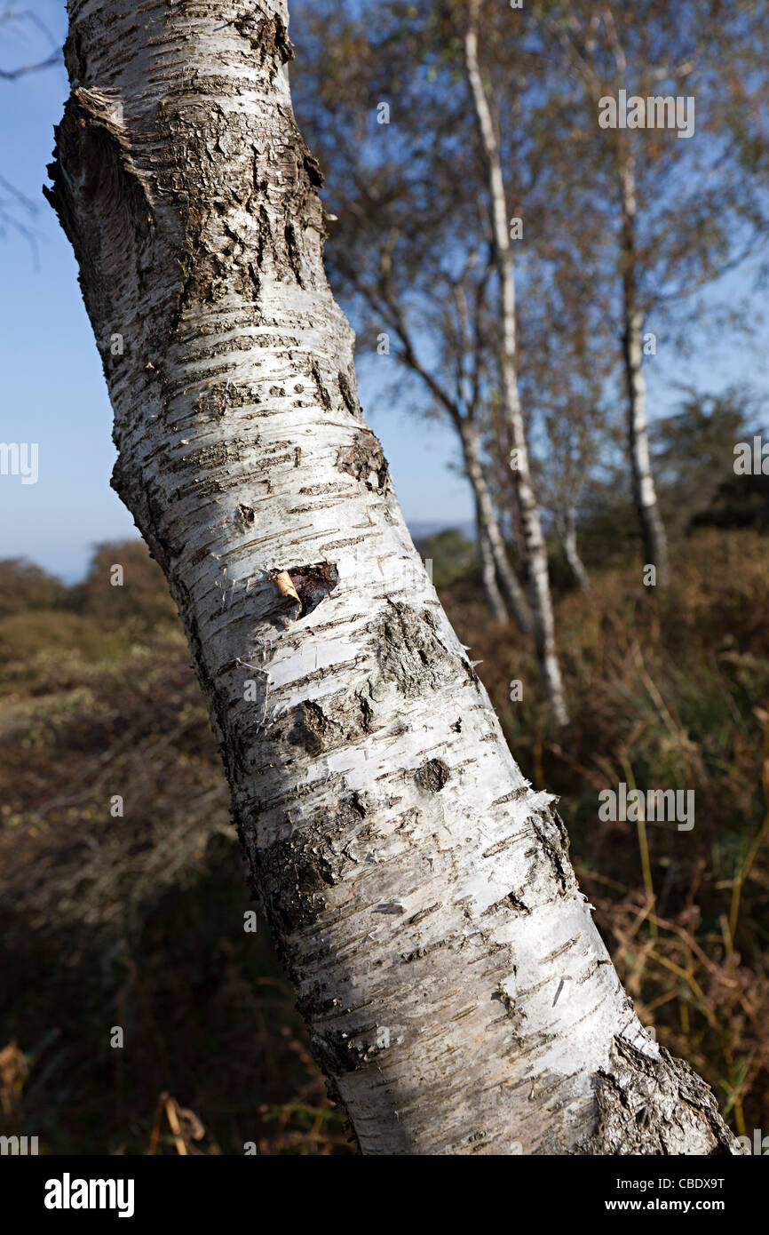 Bouleau blanc Betula pendula tronc Wales UK Banque D'Images