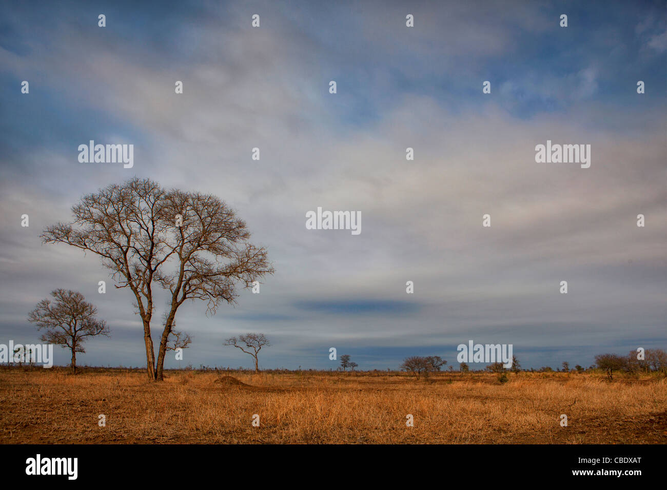 Paysage dans la région de Bangolo dans Kruger National Park, Afrique du Sud Banque D'Images