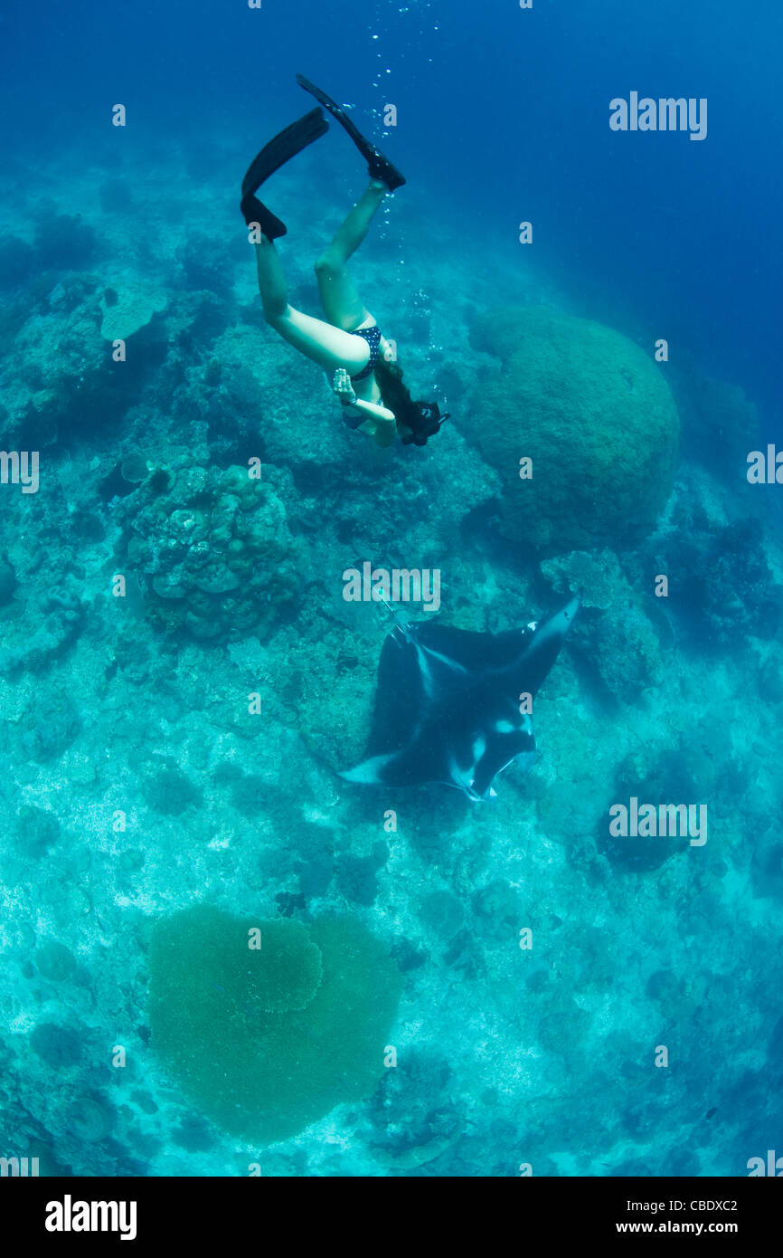 Un free diver descend sur une petite raie manta, Manta alfredi, comme il visite une station de nettoyage à distance, oceanic Pinnacle. Banque D'Images