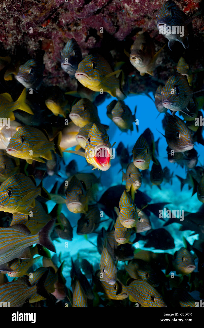 Les bancs de poissons se rassemblent sur un récif dans les Keys de la Floride. Banque D'Images