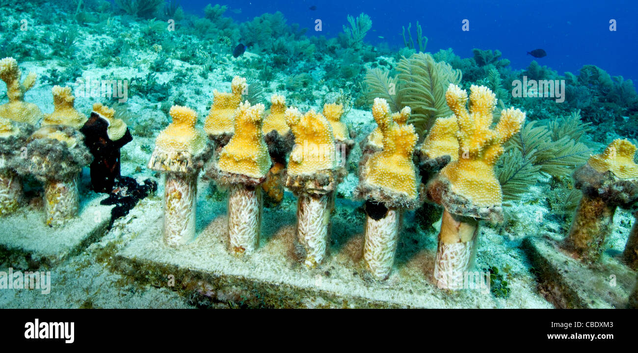 Projet de réhabilitation des récifs par la transplantation de corail Elkhorn Banque D'Images