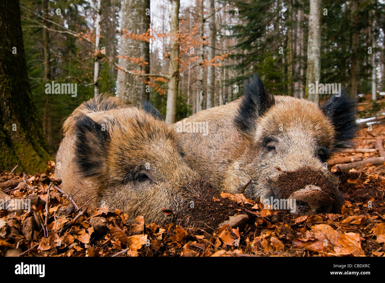 Deux sangliers pose en forêt. Banque D'Images