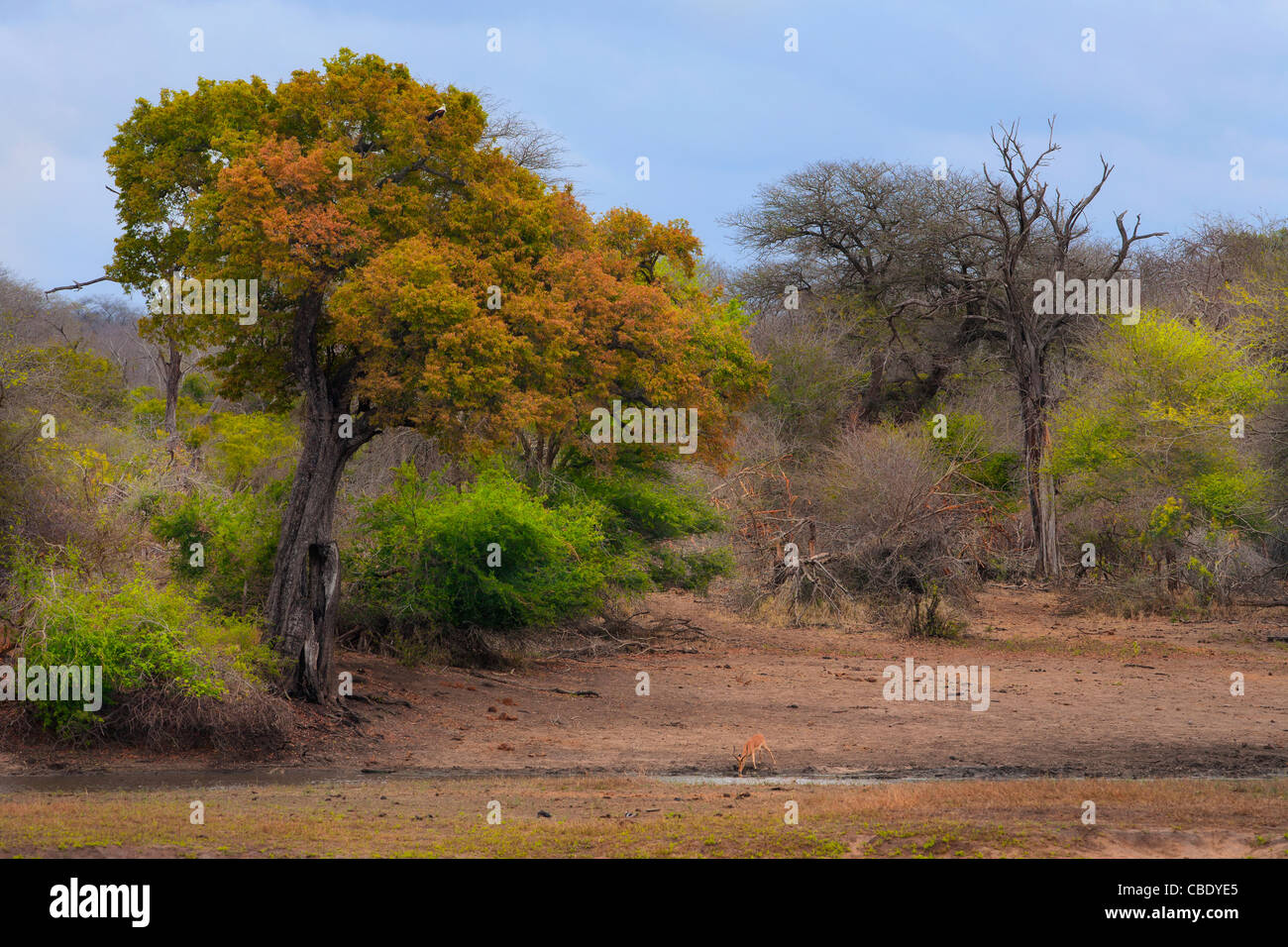 Nsemani, près de Bangolo dans Kruger National Park, Afrique du Sud Banque D'Images