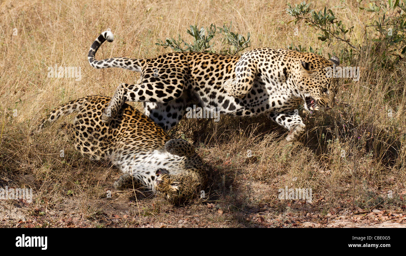 Leopards Mating Banque De Photographies Et D images Haute R solution 