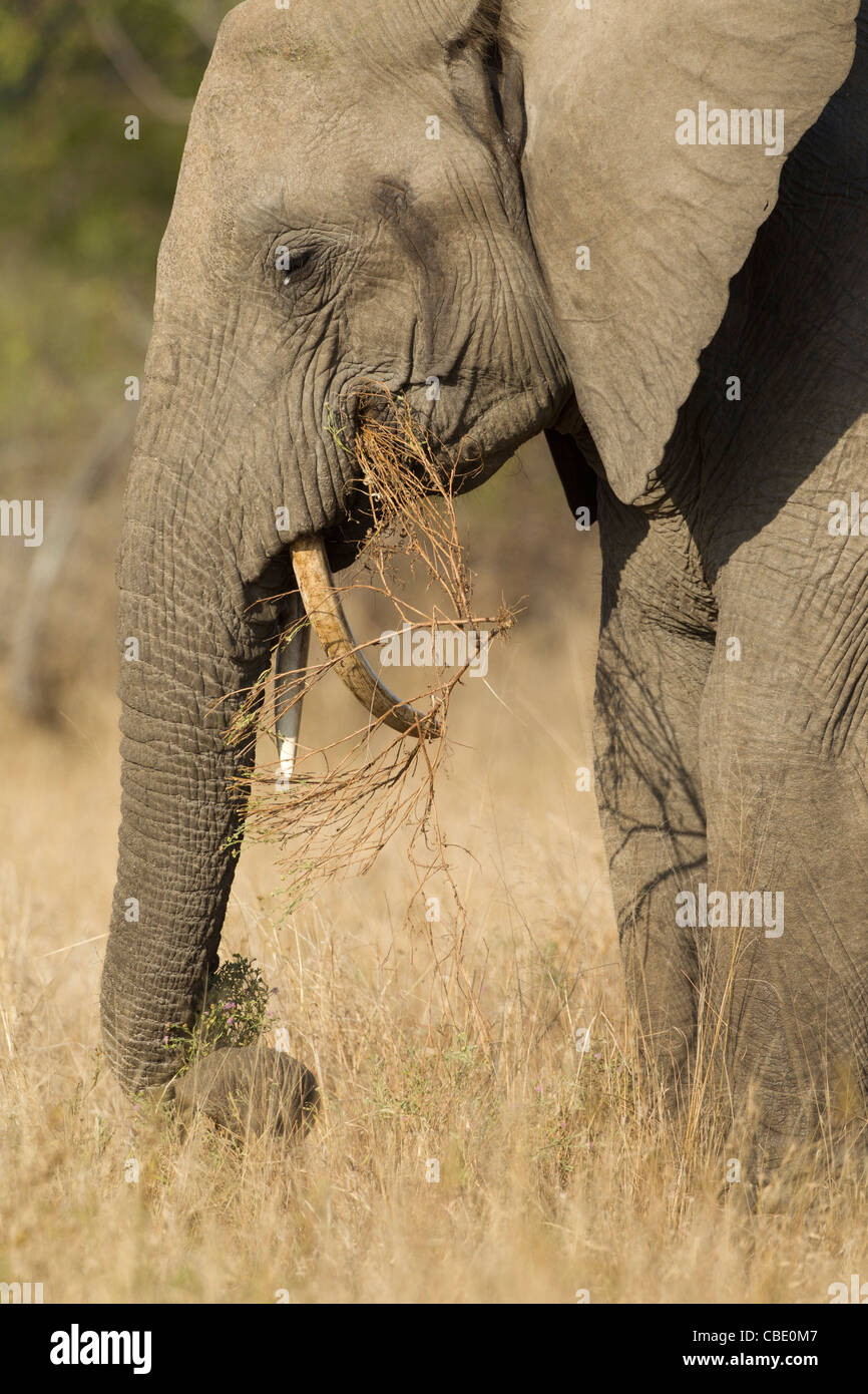 Manger l'éléphant d'herbe sèche n les mois d'hiver, l'Afrique du Sud. Banque D'Images