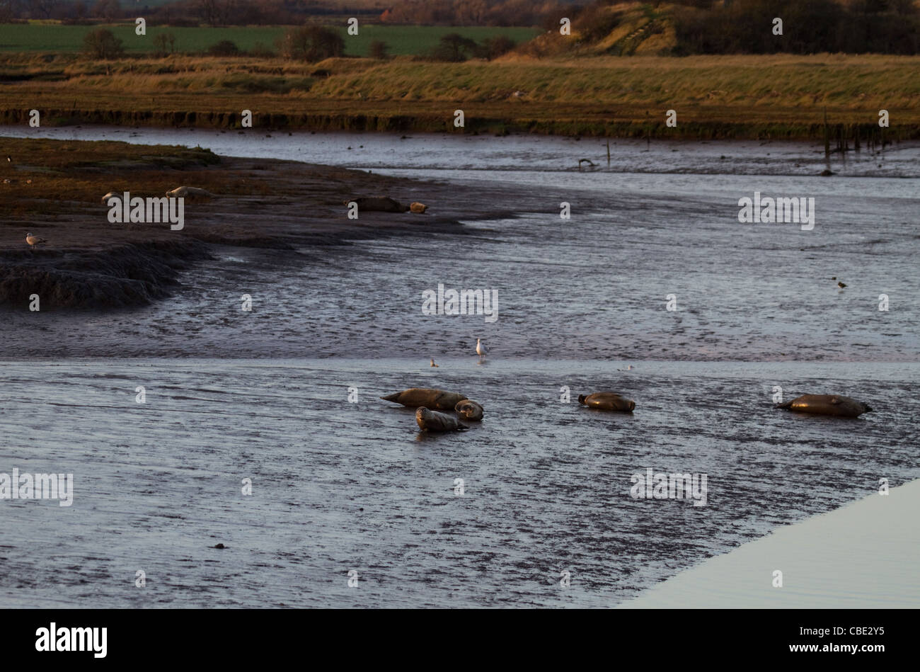 Les phoques communs sur des vasières à Greatham Creek Banque D'Images