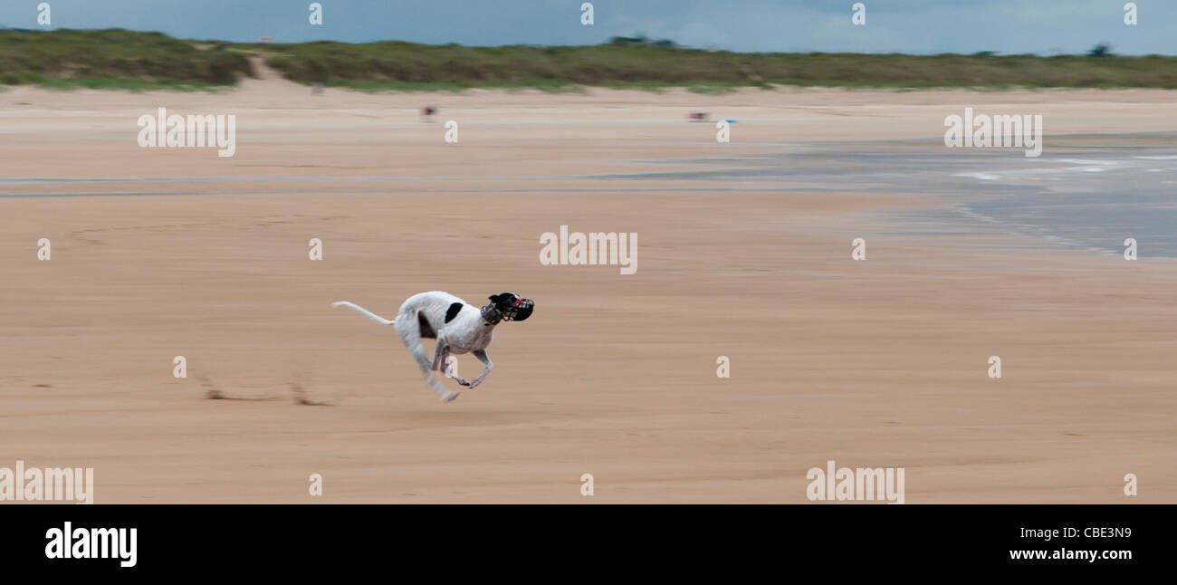 Greyhound noir et blanc fonctionnant sur une plage ; mouvements d'arrière-plan flou Banque D'Images