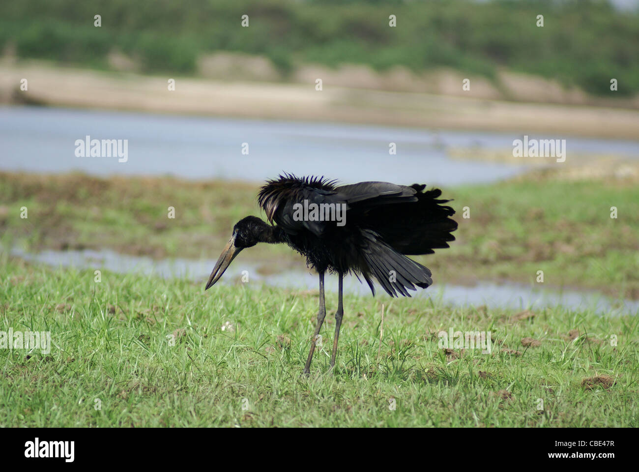 African openbill Anastomus lamelligerus) stork (photographié en Tanzanie Banque D'Images