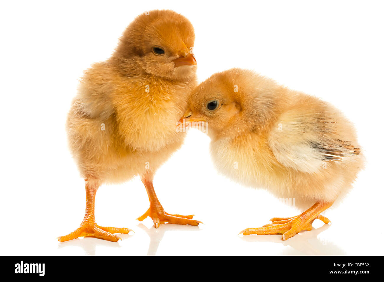 Paire de cute baby chicks contre un fond blanc Banque D'Images