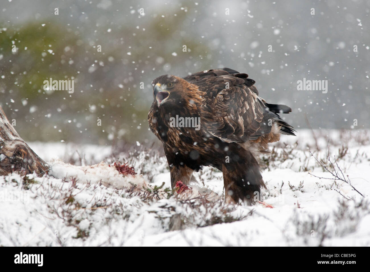 Aquilac hrysaetos (Golden Eagle), il se nourrit de charogne, en hiver, l'Europe du Nord Banque D'Images