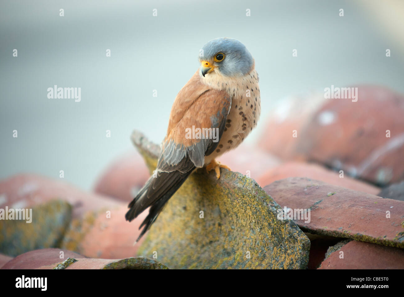 Faucon crécerellette (Falco naumanni), homme perché sur le toit, Espagne Banque D'Images