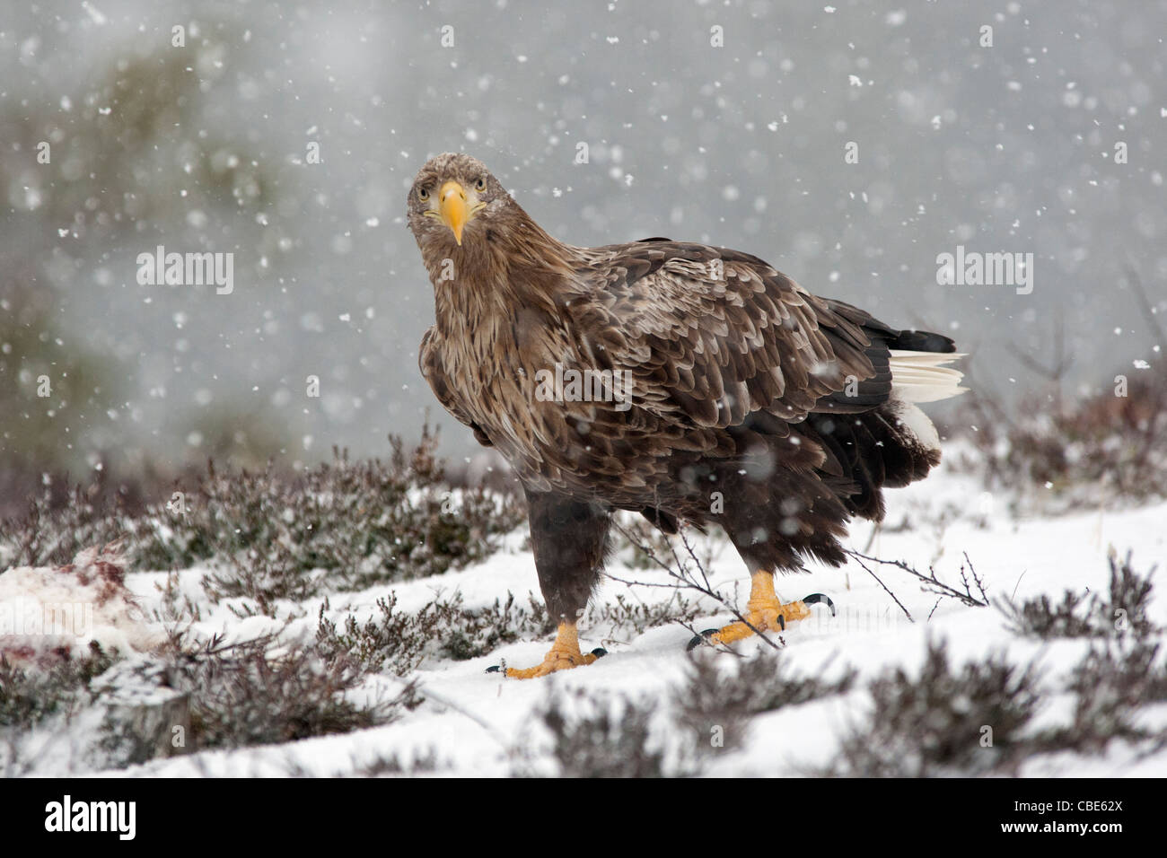 À queue blanche (Hailaeetus albicilla), dans le Nord de l'Europe Banque D'Images