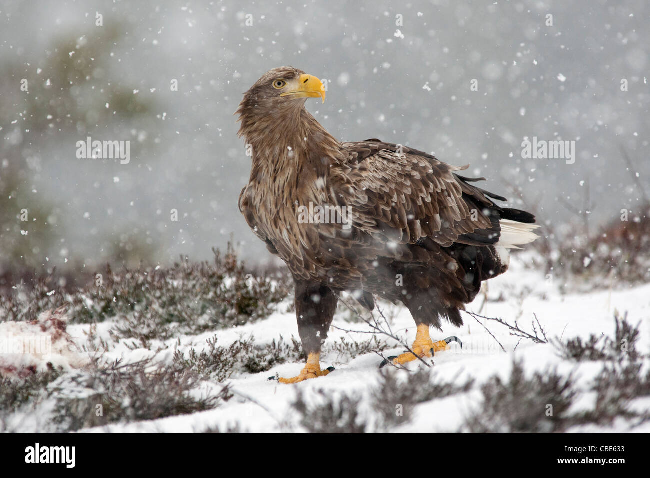 À queue blanche (Hailaeetus albicilla), dans le Nord de l'Europe Banque D'Images