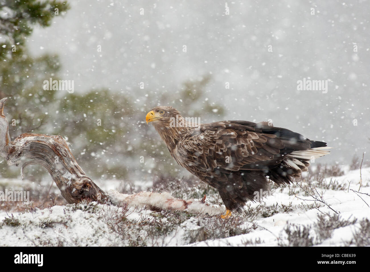 À queue blanche (Hailaeetus albicilla), dans le Nord de l'Europe Banque D'Images