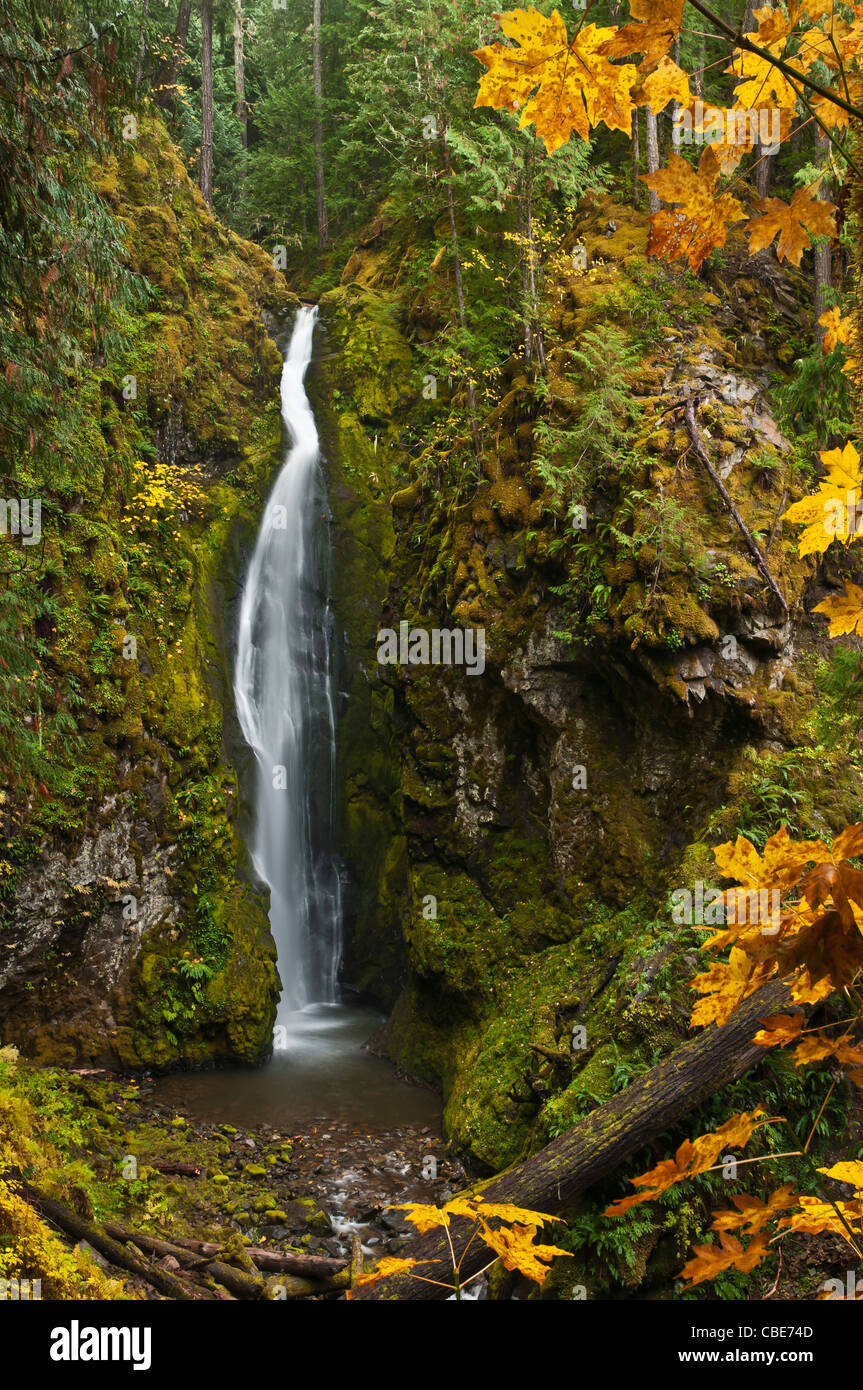 Pinard Falls ; Umpqua National Forest, des cascades, de l'Oregon Banque D'Images