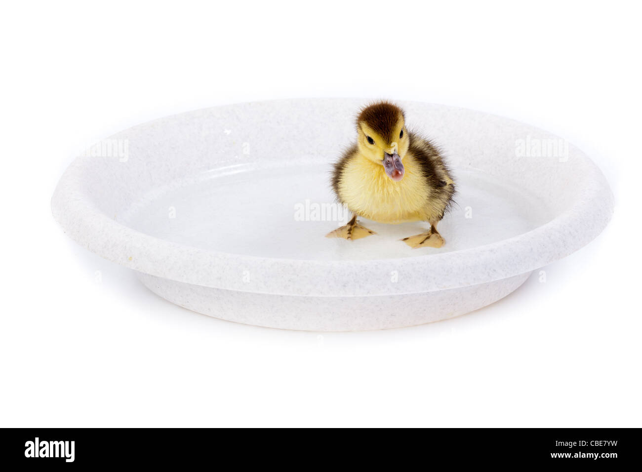 Petit Canard in front of white background, isolé. La photo est faite en studio. Banque D'Images