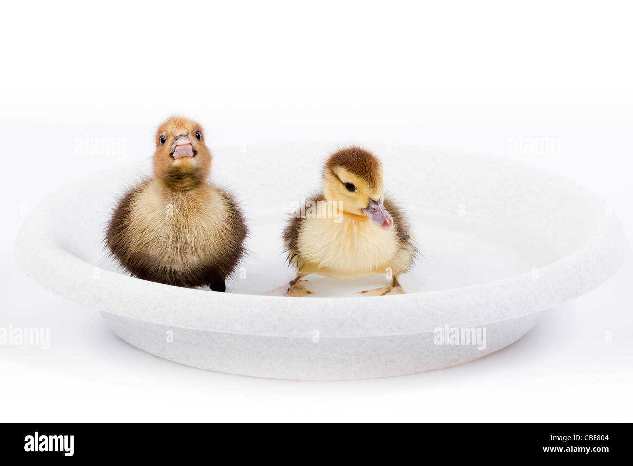 Petit Canard in front of white background, isolé. La photo est faite en studio. Banque D'Images