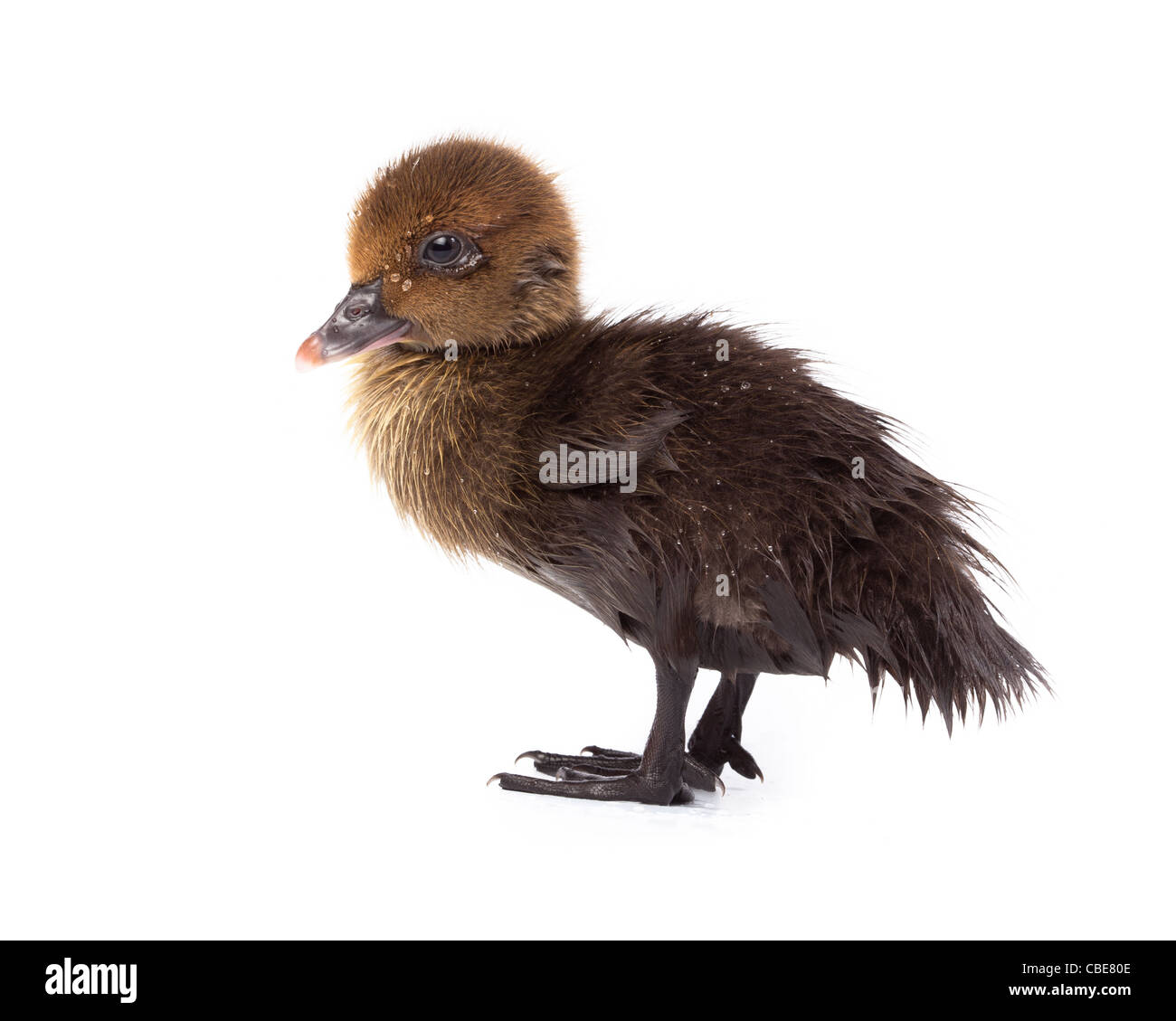 Petit Canard in front of white background, isolé. La photo est faite en studio. Banque D'Images