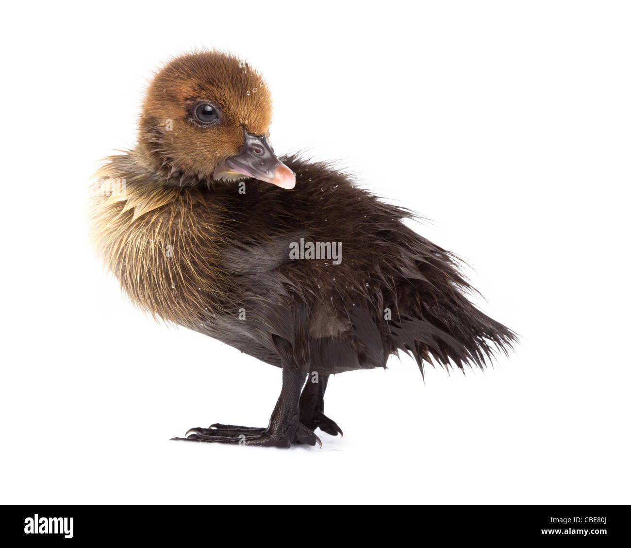 Petit Canard in front of white background, isolé. La photo est faite en studio. Banque D'Images